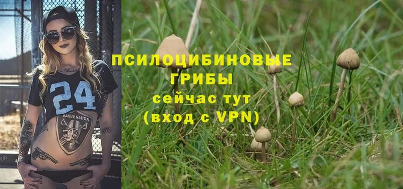 Галлюциногенные грибы Magic Shrooms  где продают   Зверево 